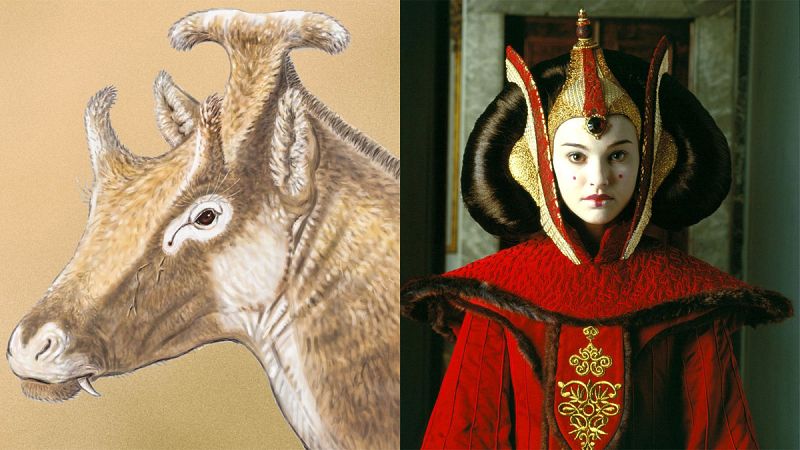 Un rumiante extinto de Cuenca, que se parecía a la reina Amidala, arroja luz sobre la evolución de las jirafas