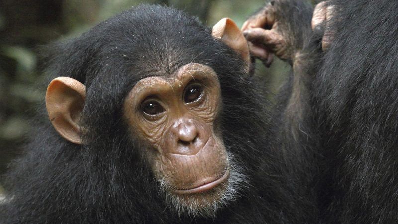 El autocontrol en los niños de tres años es similar al de los chimpancés