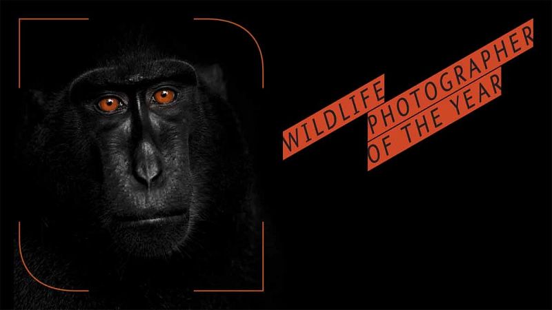 'Wildlife Photographer of the Year': la belleza de lo salvaje