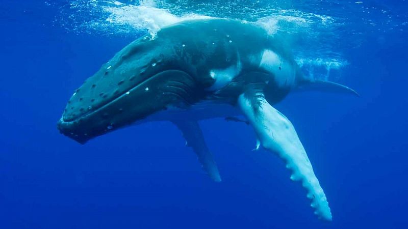 Océanos saludables para luchar contra el cambio climático