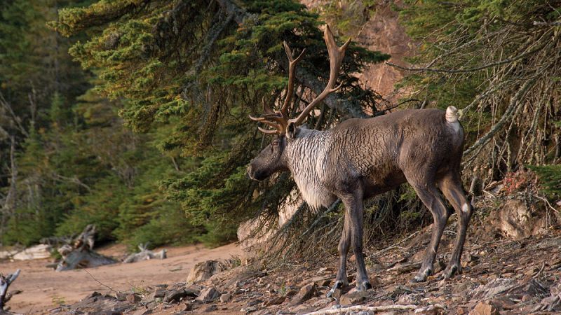 El caribú boreal, especie amenazada en Canadá por la falta de protección de su medio ambiente