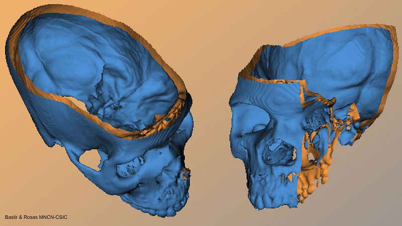 La evolución de la cara humana está estrechamente ligada a la del cerebro