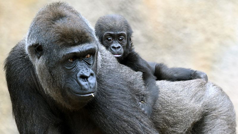 La extinción de los grandes animales también acelera el cambio climático