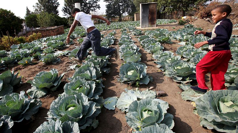 La OMC llega a un gran acuerdo para eliminar los subsidios agrícolas