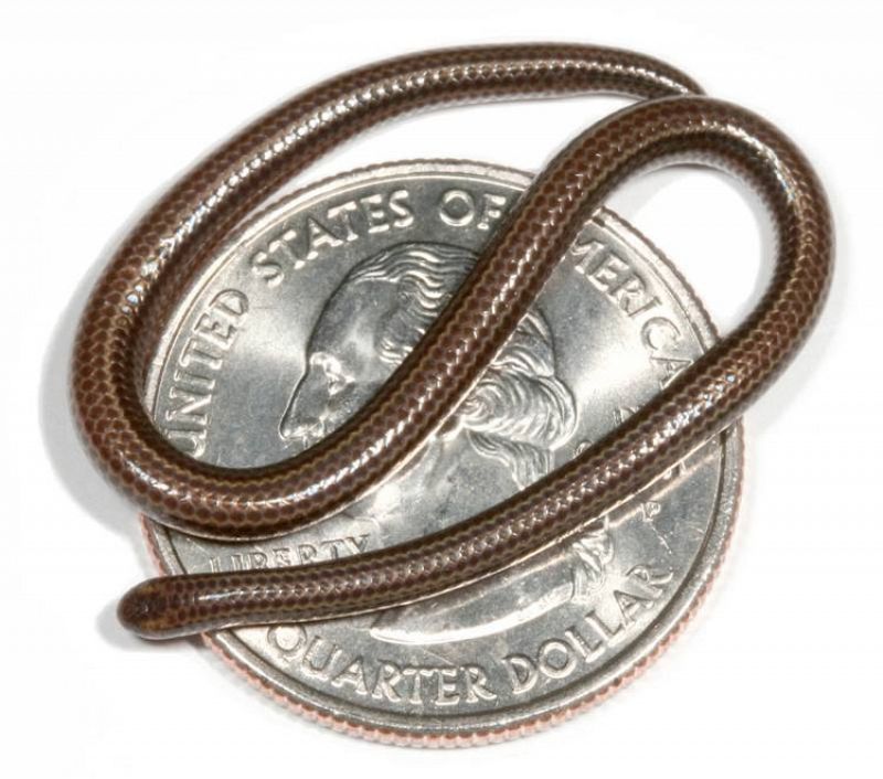 Descubierta en Barbados la especie de serpiente más pequeña del mundo