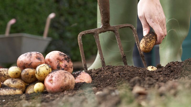 Consiguen cultivar patatas en un entorno similar al de Marte