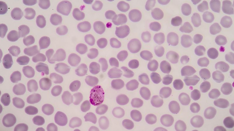 Científicos suizos estudian anticuerpos para crear una vacuna contra la malaria