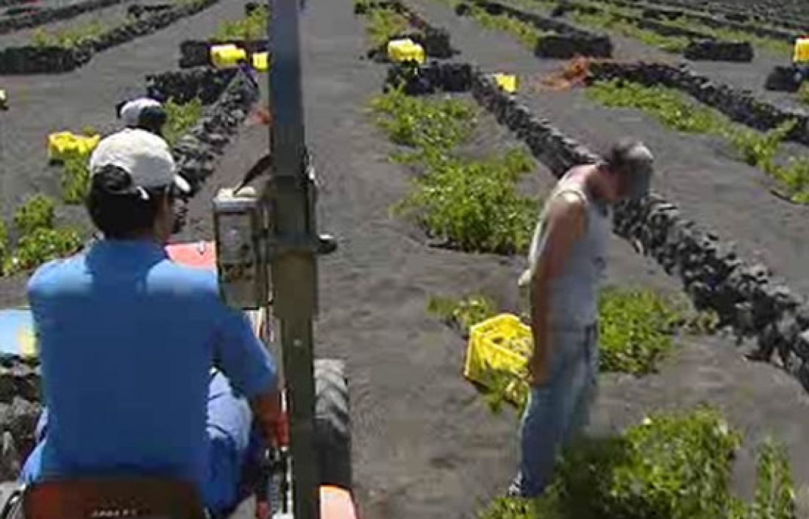 Comienza la primera vendimia de Europa en Lanzarote | Ver