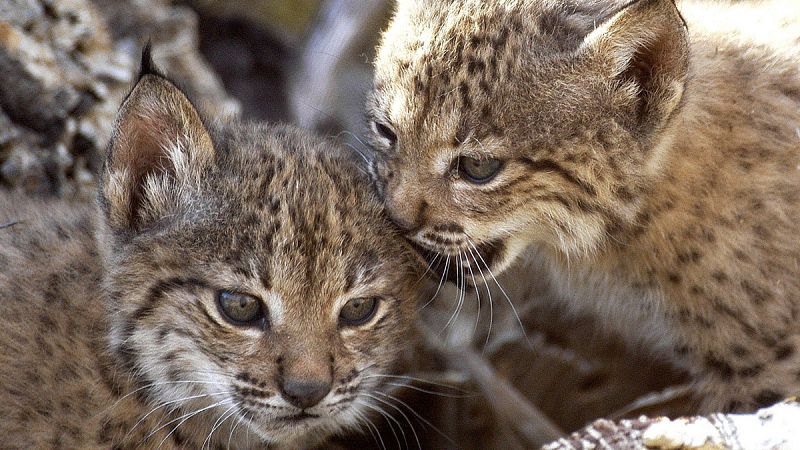 La cría en cautividad del lince ibérico alcanza un 72% de supervivencia