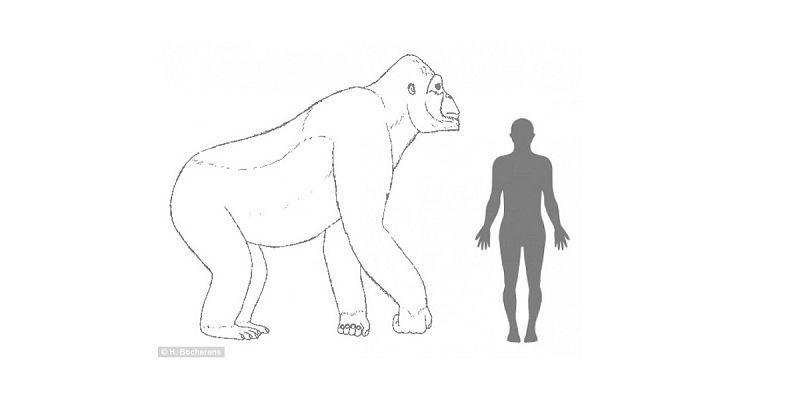 El King Kong real desapareció hace 100.000 años por inadaptado