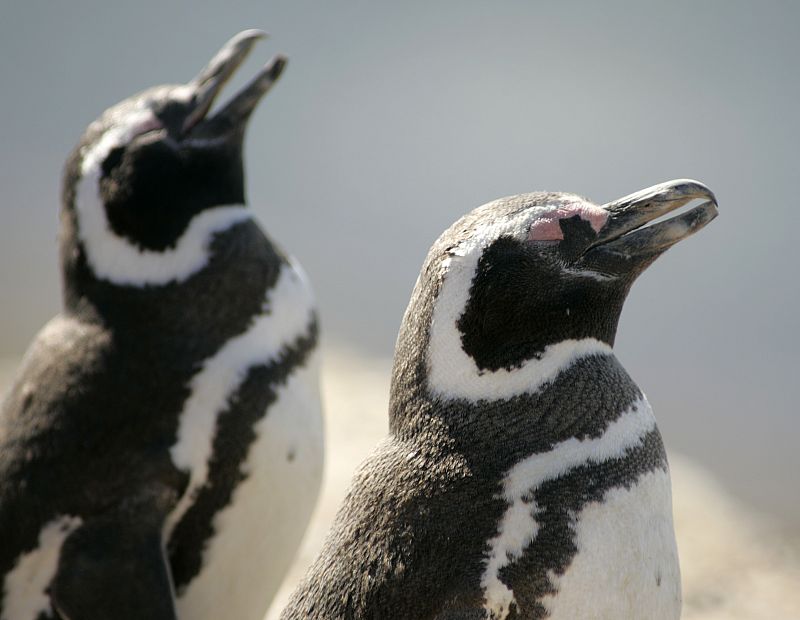 Más de 500 pingüinos llegan a las playas de Brasil