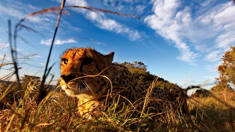 El CITES buscará esta semana impulsar la lucha contra el crimen de especies