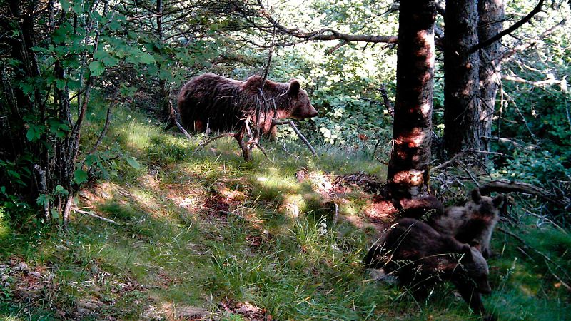 Los osos del Pirineo catalán retrasan su hibernación por las altas temperaturas
