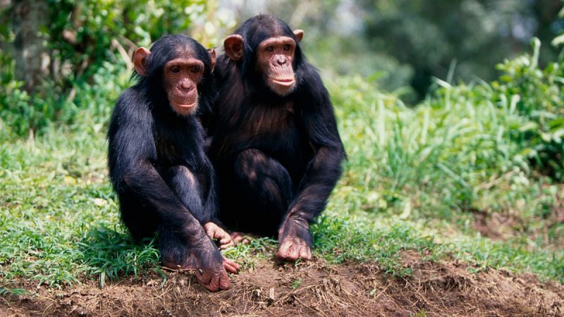 Los chimpancés crean relaciones de amistad y confianza, como los humanos