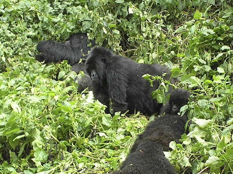 Hallan 125.000 gorilas en un área al norte del Congo