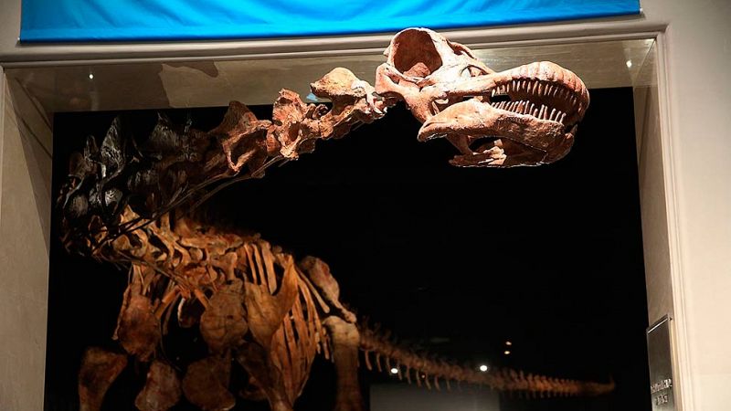 La réplica de uno de los mayores dinosarios jamás descubierto se exhibe en Nueva York