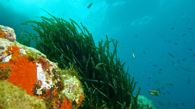 El ruido excesivo amenaza al Mediterráneo