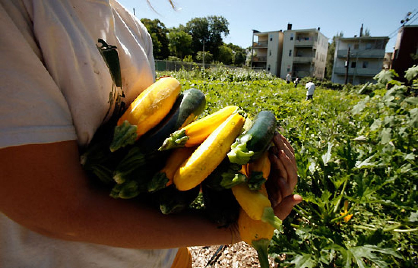 Los precios se multiplican del campo a casa | Ver