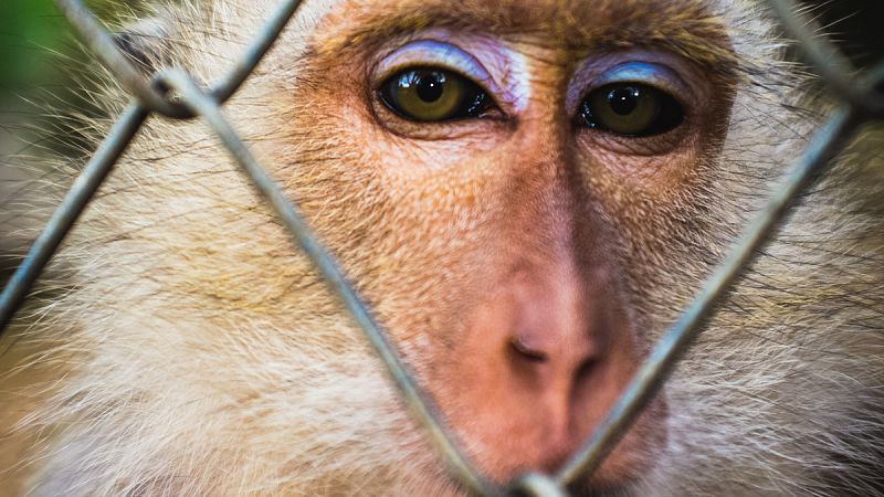 Monos modificados genéticamente muestran síntomas de autismo y los transmiten a sus descendientes