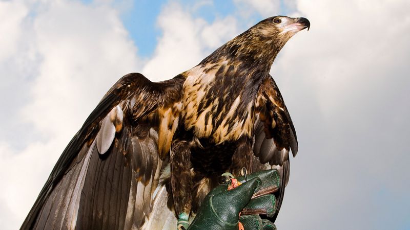 La Policía holandesa entrena a águilas para abatir drones "hostiles"
