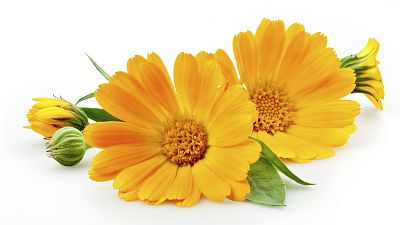 Buenas hierbas - La caléndula - 03/02/16 - Escuchar ahora