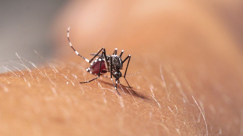 Un brote del virus del Zika en España es "posible pero poco probable"