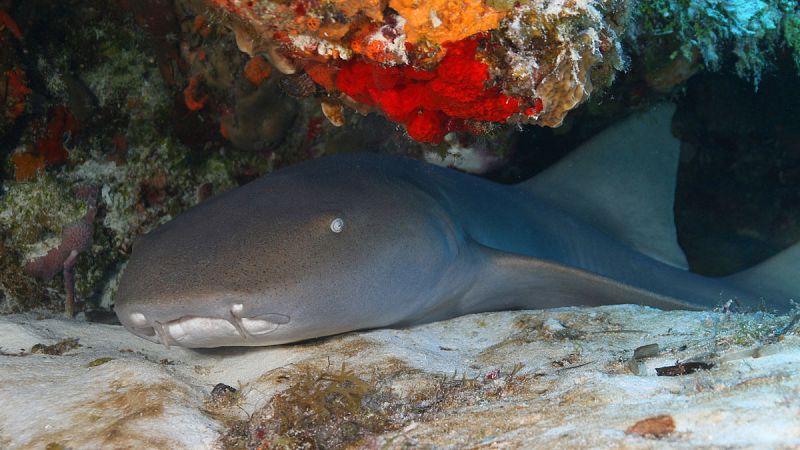 Así sobrevive el tiburón más holgazán del océano