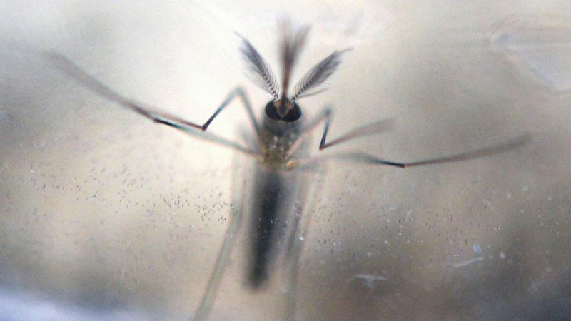 Una vacuna asequible para el virus Zika "tardará años en llegar", según expertos estadounidenses