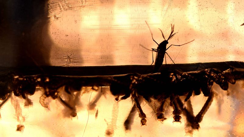 El riesgo de un caso autóctono de zika en España es "prácticamente nulo" en invierno