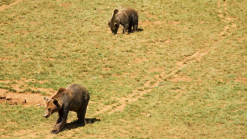 Turismo de avistamiento: una nueva actividad que permite observar a osos pardos en libertad
