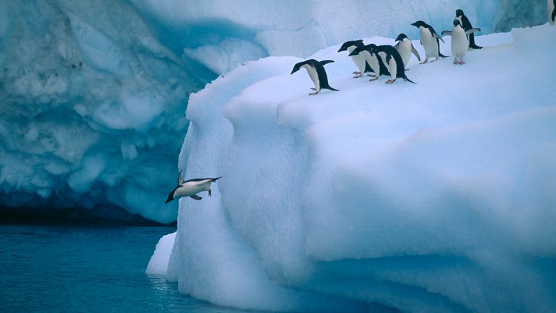 Un iceberg gigante diezma la población de pingüinos adelaida en la Antártida