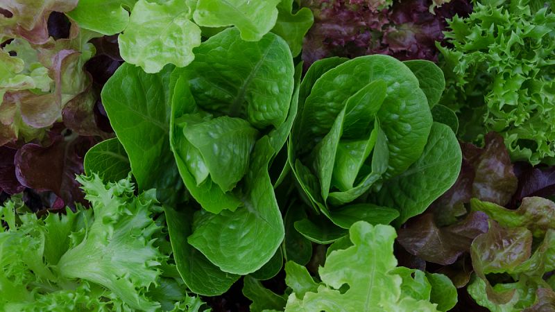 Las verduras de hoja verde son esenciales para proteger la salud intestinal, según un estudio