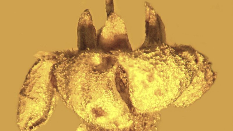 Descubren una flor de millones de años en un ámbar desenterrado en República Dominicana
