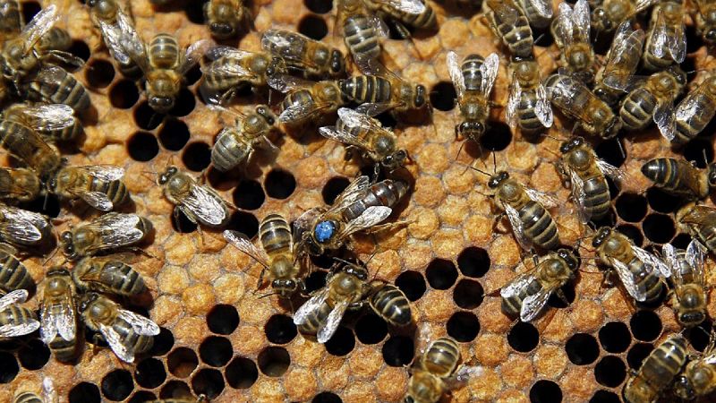 Greenpeace denuncia la muerte de cientos de miles de abejas por plaguicidas