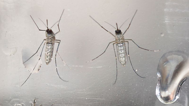 Mosquitos editados genéticamente para combatir el zika