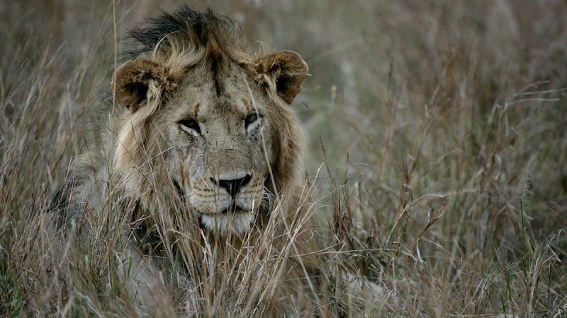 Seis leones escapan de un parque nacional y merodean por las calles de Nairobi