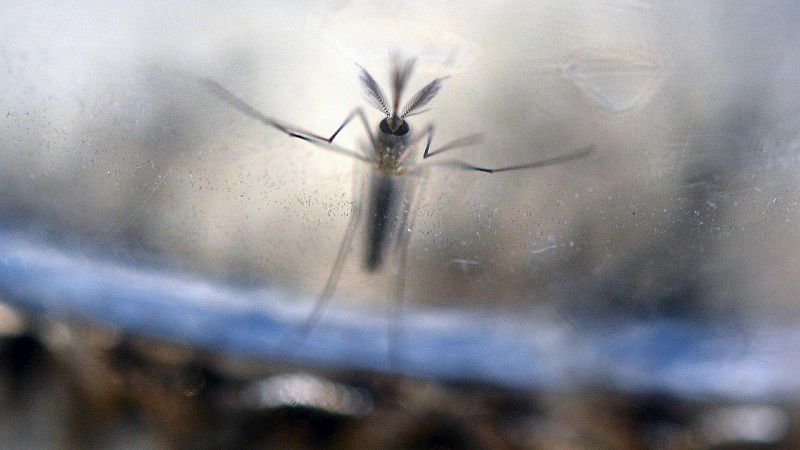 República Checa y Japón confirman sus primeros casos de virus del Zika