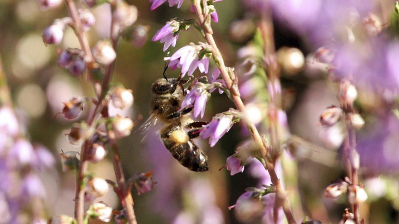 La agricultura mundial, amenazada por la desaparición de las abejas y otros polinizadores