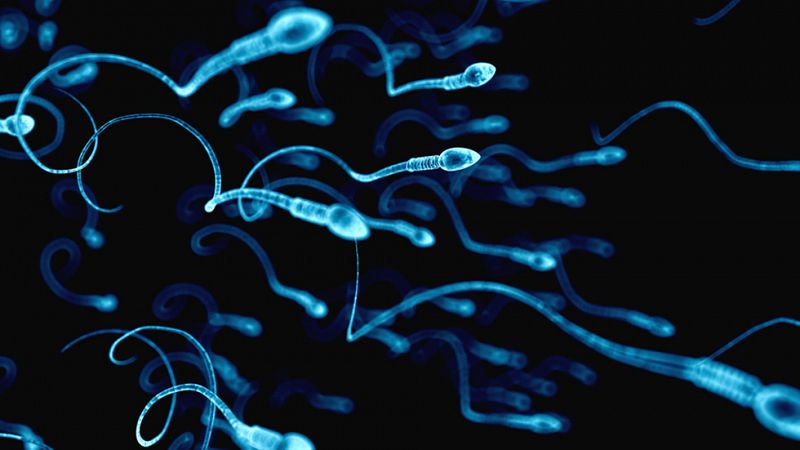 Investigadores chinos consiguen producir esperma de ratón a partir de células madre