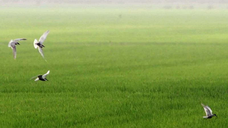 España constituye el país con mayor biodiversidad de toda Europa