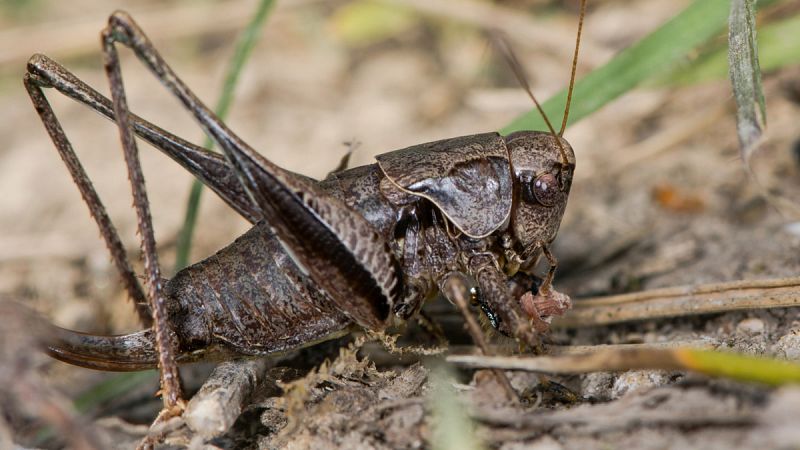 En un lugar de la Mancha... reaparece el cigarrón, una especie que se creía extinta desde el siglo XIX