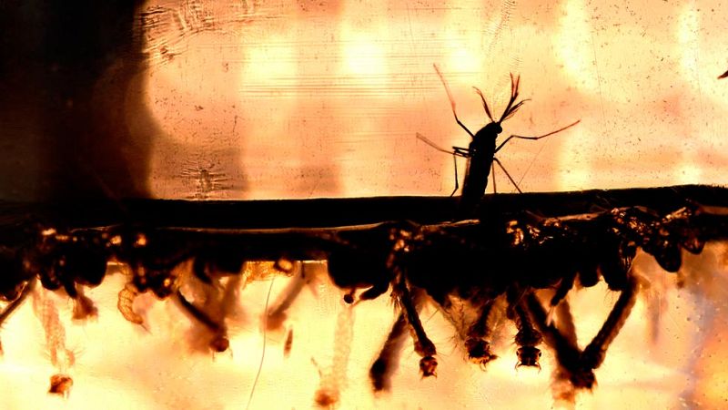 Un estudio estadounidense revela que el zika daña las células que forman la corteza cerebral