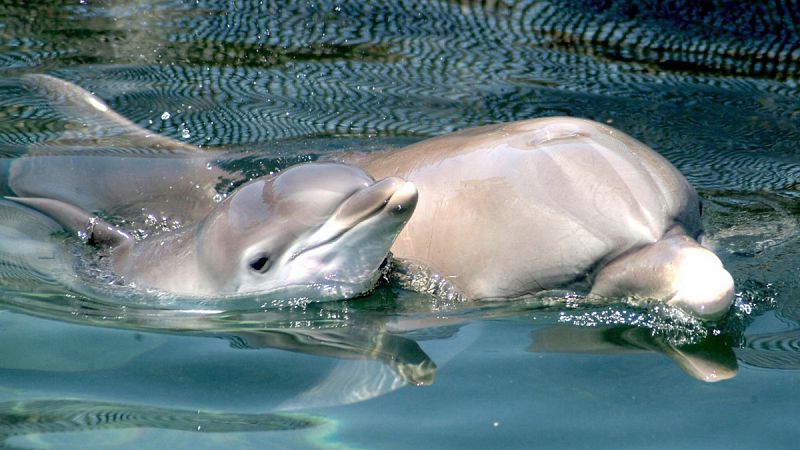 Madres delfines forman "guarderías" para proteger a sus crías