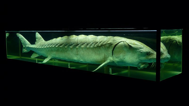 El esturión hallado en aguas asturianas pertenece a una especie extremadamente inusual en Europa