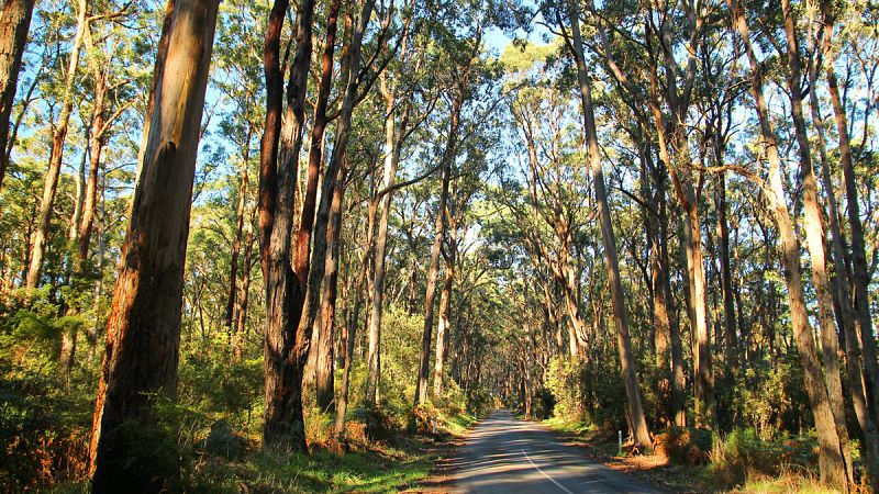 Ecologistas piden poner freno a la expansión del eucalipto en el norte de España