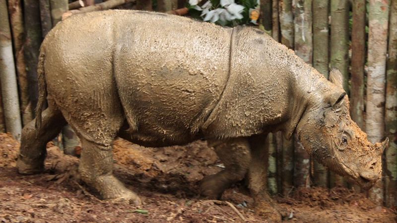 Reaparece el rinoceronte de Sumatra en Borneo después de 40 años