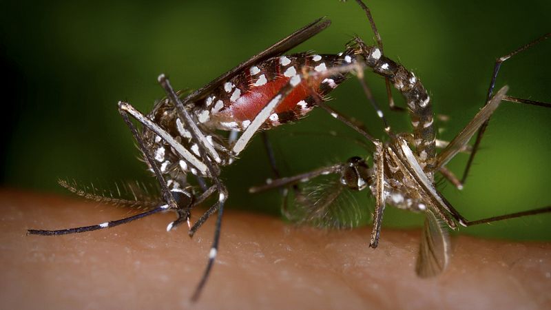 El virus del zika llegó al continente americano en 2013, según un estudio
