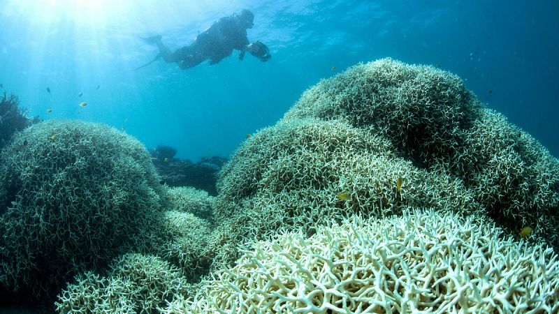 El blanqueo afecta al 95% de la zona norte de la Gran Barrera de Coral