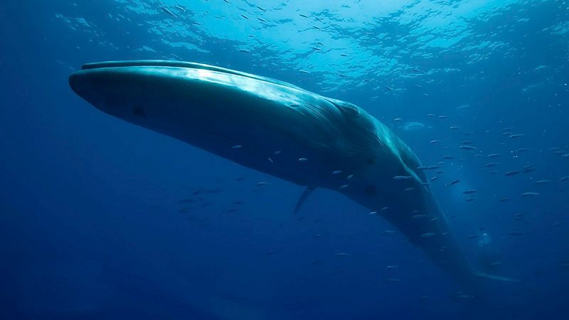 Organizaciones ecologistas piden que se proteja el corredor de cetáceos del Mediterráneo