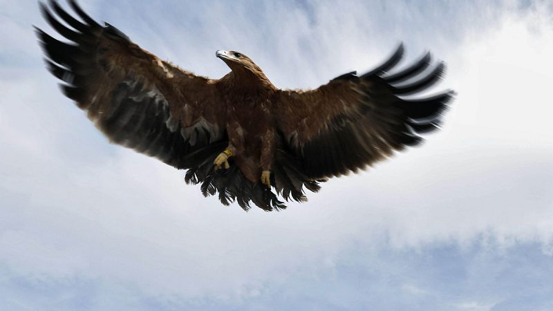Las poblaciones de águila imperial y lince de Doñana vuelven a caer en 2015